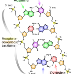 512px-DNA_chemical_structure.svg